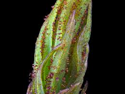 Attēlu rezultāti vaicājumam “Orthotrichum lyellii”