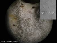 Attēlu rezultāti vaicājumam “Skeletocutis carneogrisea”