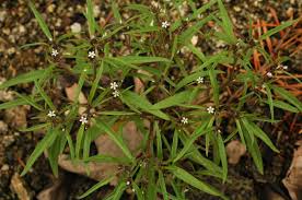 Attēlu rezultāti vaicājumam “Cribraria tenella stalked”