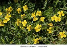 Image result for Potentilla erecta