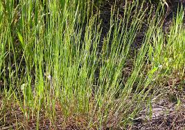 Attēlu rezultāti vaicājumam “Poa compressa leaf”