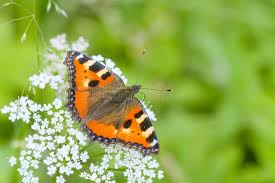 Image result for Small Tortoiseshell