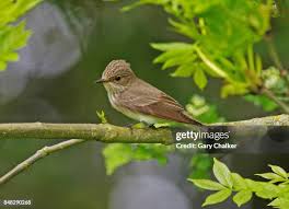 Attēlu rezultāti vaicājumam “Muscicapa striata adult”