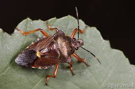 Attēlu rezultāti vaicājumam “Pinthaeus sanguinipes”