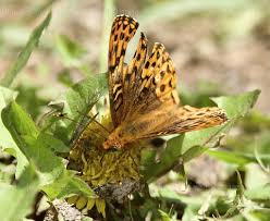 Attēlu rezultāti vaicājumam “Melitaea diamina upperside”