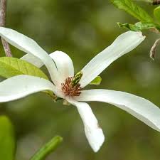 Attēlu rezultāti vaicājumam “Magnolia kobus flower”