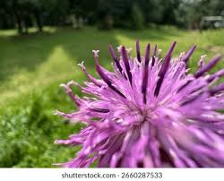 Attēlu rezultāti vaicājumam “Serratula tinctoria flower”
