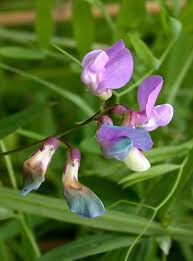 Attēlu rezultāti vaicājumam “Lathyrus palustris flower”