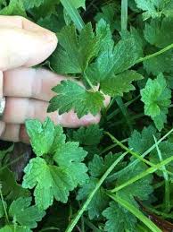 Attēlu rezultāti vaicājumam “Ranunculus repens leaf”