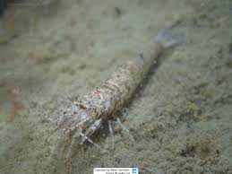 Attēlu rezultāti vaicājumam “Crangon crangon”