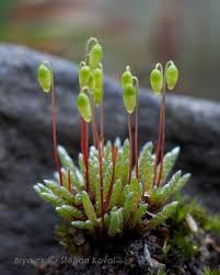 Attēlu rezultāti vaicājumam “Bryum weigelii macro”