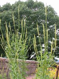 Image result for Reseda luteola