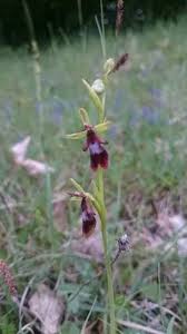 Attēlu rezultāti vaicājumam “Ophrys insectifera flower”