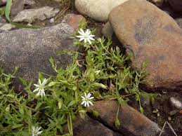 Attēlu rezultāti vaicājumam “Stellaria crassifolia”