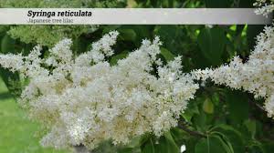Attēlu rezultāti vaicājumam “Syringa reticulata subsp. amurensis”