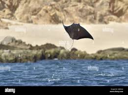 Image result for Mobula munkiana