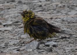 Attēlu rezultāti vaicājumam “Emberiza citrinella juvenile”