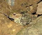 The skin is warty and often appears dry. Glands in the skin contain powerful - via Daymix