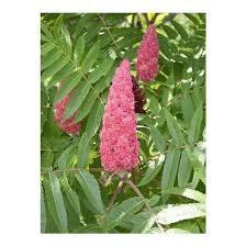 Attēlu rezultāti vaicājumam “Rhus typhina flower”