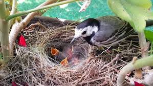 Attēlu rezultāti vaicājumam “Motacilla alba nest”