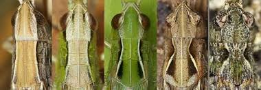 Attēlu rezultāti vaicājumam “Acrididae”