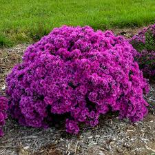 Image result for Aster novae-angliae