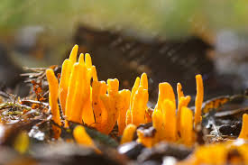 Attēlu rezultāti vaicājumam “Clavulinopsis helvola”