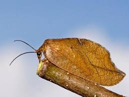 Attēlu rezultāti vaicājumam “Drepanepteryx phalaenoides”