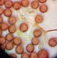 Attēlu rezultāti vaicājumam “Physarum braunianum”