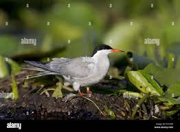 Attēlu rezultāti vaicājumam “Sterna hirundo adult”