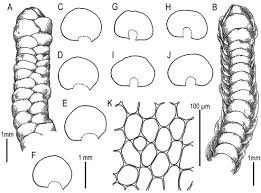 Attēlu rezultāti vaicājumam “Calypogeia neesiana”