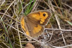 Attēlu rezultāti vaicājumam “Maniola jurtina female”
