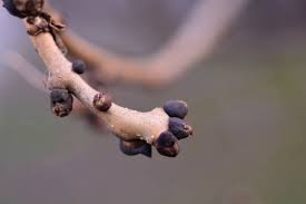 Attēlu rezultāti vaicājumam “Fraxinus excelsior bud”
