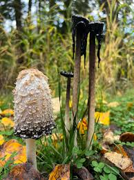 Image result for coprinus