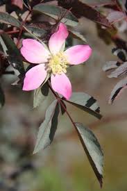 Attēlu rezultāti vaicājumam “Rosa glauca flower”