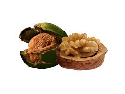 Attēlu rezultāti vaicājumam “Juglans regia”