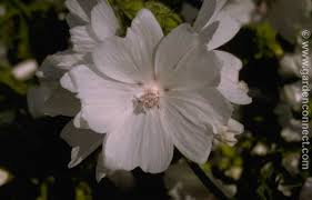 Image result for Malva moschata alba