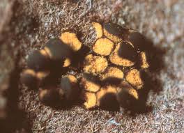 Attēlu rezultāti vaicājumam “Perichaena corticalis macro”