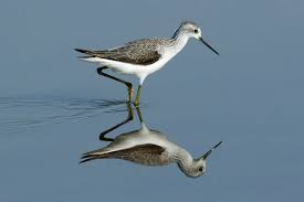 Attēlu rezultāti vaicājumam “Tringa stagnatilis”