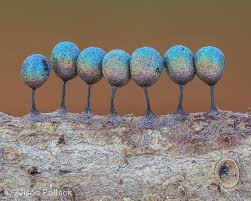 Attēlu rezultāti vaicājumam “Hemitrichia decipiens young”