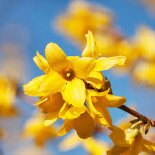 Attēlu rezultāti vaicājumam “Forsythia suspensa flower”
