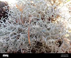 Attēlu rezultāti vaicājumam “Cladonia ciliata”