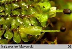 Attēlu rezultāti vaicājumam “Scapania nemorea”