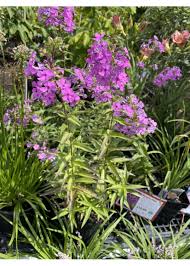 Attēlu rezultāti vaicājumam “Phlox paniculata”