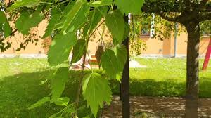 Attēlu rezultāti vaicājumam “Fraxinus excelsior Pendula”