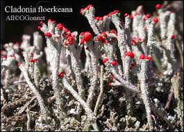 Attēlu rezultāti vaicājumam “Cladonia floerkeana”