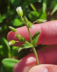 Attēlu rezultāti vaicājumam “Cerastium holosteoides”