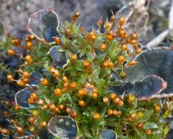 Attēlu rezultāti vaicājumam “Tortula lingulata”
