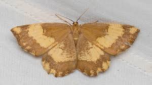 Attēlu rezultāti vaicājumam “Angerona prunaria”