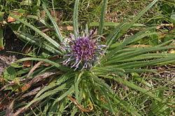 Attēlu rezultāti vaicājumam “Saussurea esthonica flower”